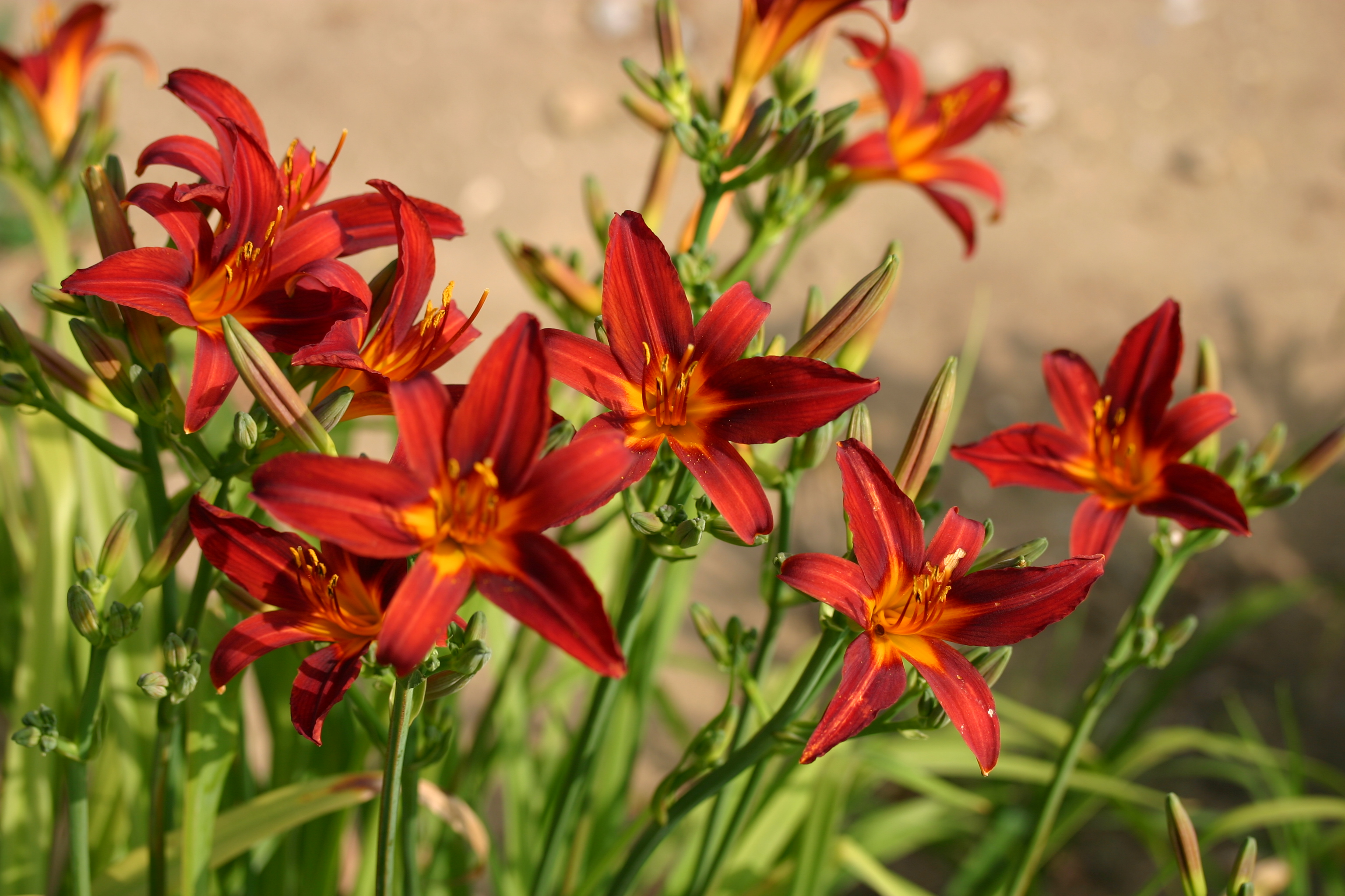 Hemerocallis 'Crimson Pirate'